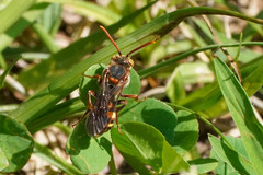 Nomada japonica