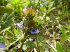 Glechoma hederacea