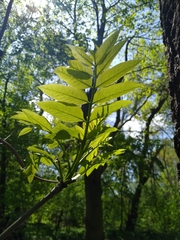Fraxinus excelsior