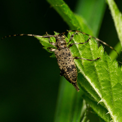 Leiopus stillatus