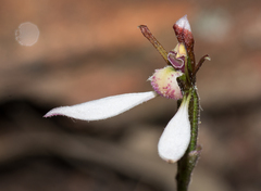 Eriochilus collinus collinus