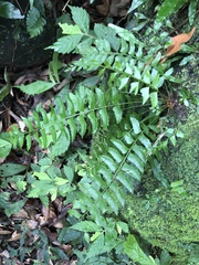 Polystichum formosanum