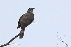 Hierococcyx sparverioides