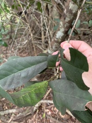 Beilschmiedia obtusifolia