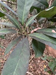 Beilschmiedia obtusifolia