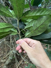 Beilschmiedia obtusifolia