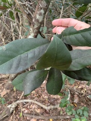 Beilschmiedia obtusifolia