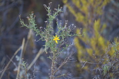 Osteospermum spinosum