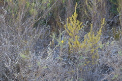 Osteospermum spinosum