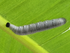 Erionota torus