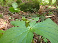 Trillium apetalon