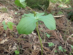 Trillium apetalon
