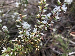 Styphelia exarrhena