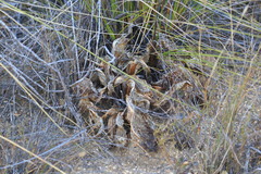Lichtensteinia lacera