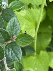 Phyllotreta striolata