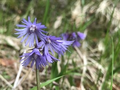 Soldanella montana