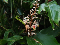 Alpinia formosana
