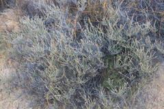 Myrovernix glandulosus
