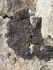 Montanelia sorediata