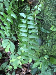 Polystichum formosanum