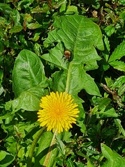 Merodon equestris