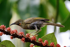 Kikau photo 3