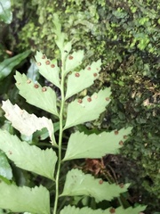 Polystichum formosanum
