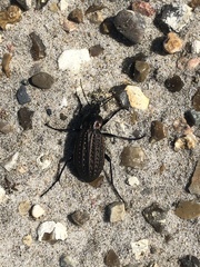 Carabus clatratus