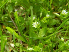 Stellaria media