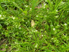 Stellaria media