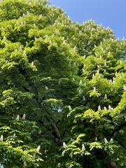 Aesculus hippocastanum