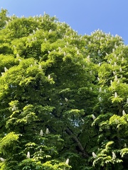 Aesculus hippocastanum