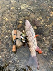 Caldwell's Spiny Carp photo 4
