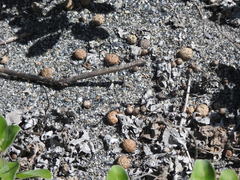 Lepus sinensis formosus