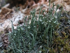 Cladonia glauca