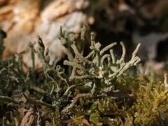 Cladonia glauca