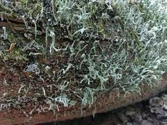 Cladonia glauca
