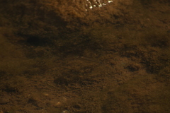 Pseudoxiphophorus bimaculatus