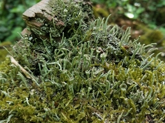 Cladonia glauca