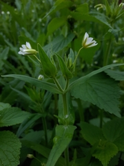 Cerastium