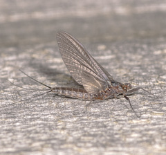Leptophlebia cupida