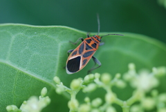 Graptostethus servus