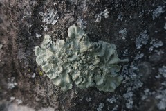 Flavoparmelia soredians