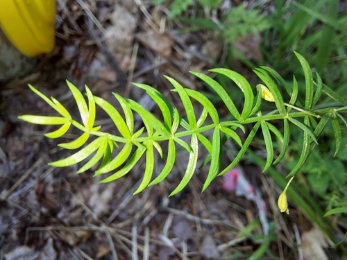 Fern asparagus (Asparagus filicinus)