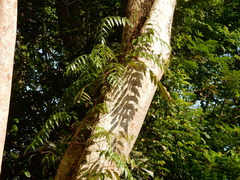 Stenochlaena palustris