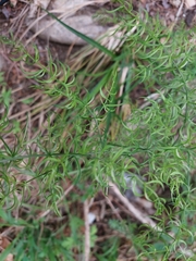 Asparagus filicinus