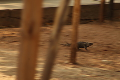 Ctenosaura acanthura