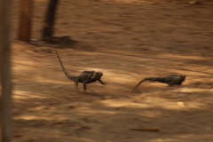 Ctenosaura acanthura