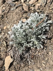 Artemisia furcata