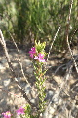 Acmadenia obtusata